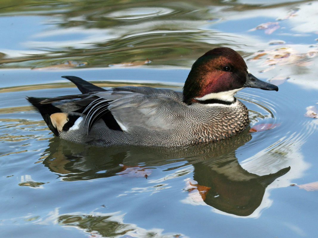 Birds of The World: Dipping Ducks (Anatidae)